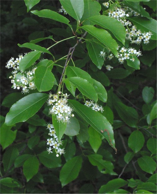 closeup of Prunus serotina flowers and leaves