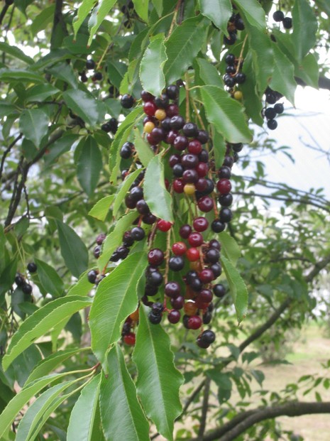 Prunus serotina leaves with fruit