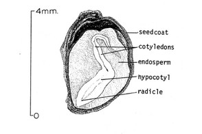 Tilia americana seed inside seedcoat