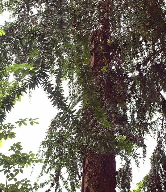 Araucaria hunsteinii mature trunk detail