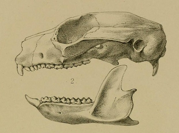 Wilhelm Peters and Giacomo Doria, Enumerazione dei mammiferi (1881), Tav. VIII, fig. 2