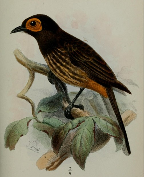 P.L. Sclater, "Characters of new Species," Proceedings of Scientific Meetings of Zoological Society of London (1873), Plate LVI, between pp. 690-691