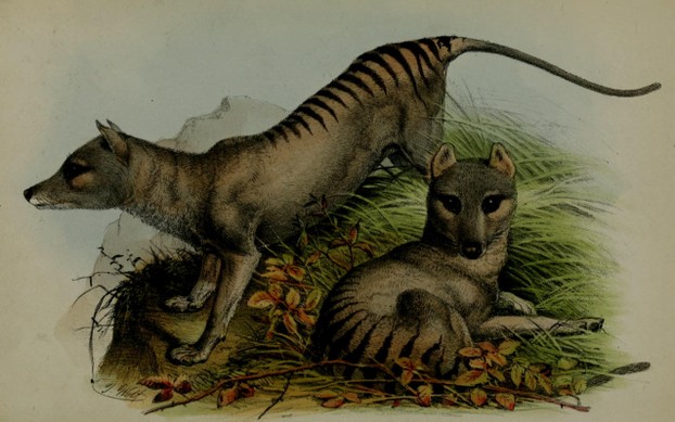 Proceedings of the Zoological Society of London, Part XVIII (1850), Plate XVIII, opp. p. 89