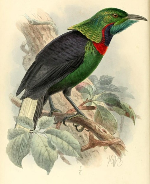 W. Rothschild, "A New Bird of Paradise. (Plate V.)," Novitates Zoologicae, vol. II, no. 2 (June 1895), Plate V, opposite p. 59