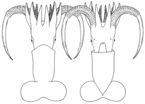 P.sulcus Drawing: dorsal and ventral view