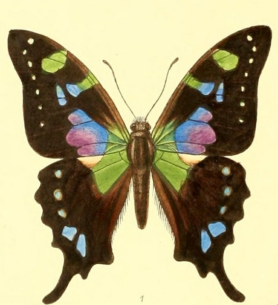 H. Grose Smith and W.F. Kirby, Rhopalocera Exotica (1887 - 1892), Vol. I, Papilionidae: Plate XXI, between pp. 48 - 49