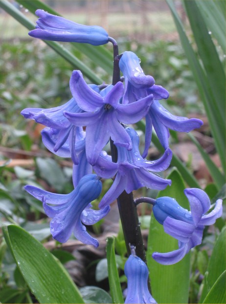 raceme (unbranched floral stalk) and strap-shaped foliage of Hyacinthus orientalis