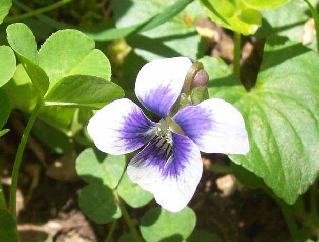 Confederate violet (Viola sororia forma priceana) has greyish-white petals and purple veins.