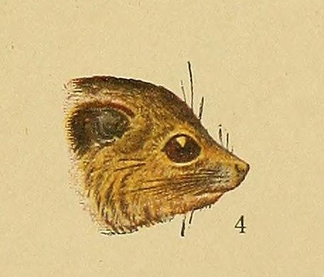 Angel Cabrera, Genera Mammalium (1919), Plate XI