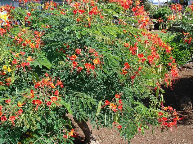 Caesalpinia Pulcherrima Plant
