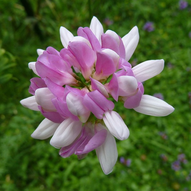closeup of crown vetch's umbel-shaped inflorescence