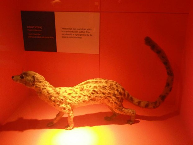 taxidermied African Linsang (Poiana richardsonii) at the Natural History Museum in London