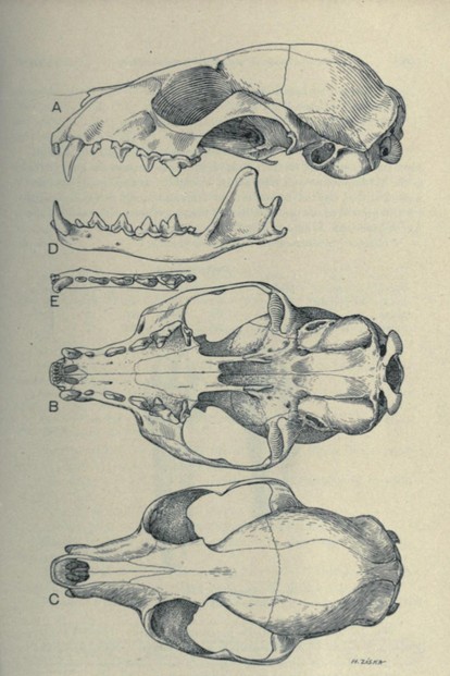 J.A. Allen, "Carnivora Collected," Bulletin of the American Museum of Natural History, Vol. XLVII (1922), Figure 34, p. 145