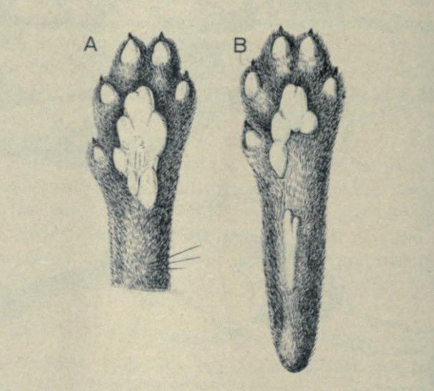 J.A. Allen, "Carnivora Collected," Bulletin of the American Museum of Natural History, Vol. XLVII (1922), Figure 35, p. 146