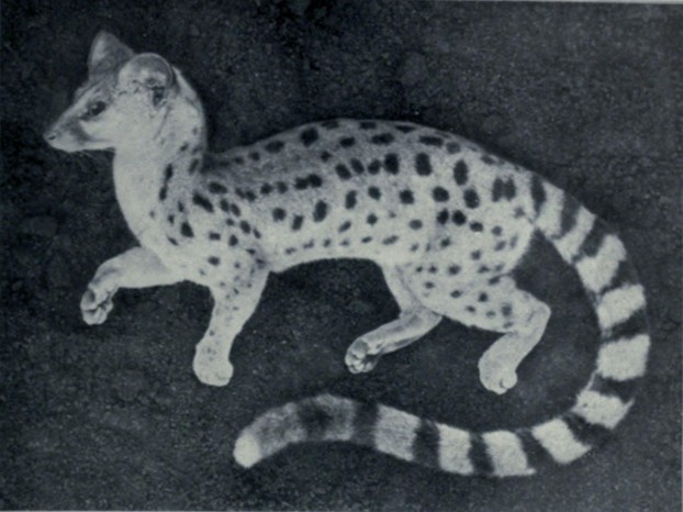 J.A. Allen, "Carnivora Collected," Bulletin of the American Museum of Natural History, Vol. XLVII (1922), Plate XX, Figure 1