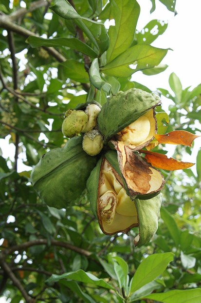 opened green seed pods of Cola nitida; Serdang (now Seri Kembangan), Selangor, Malaysia
