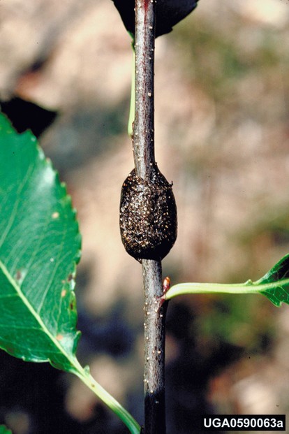 Eastern tent caterpillar Malacosoma americanum (Fabricius)