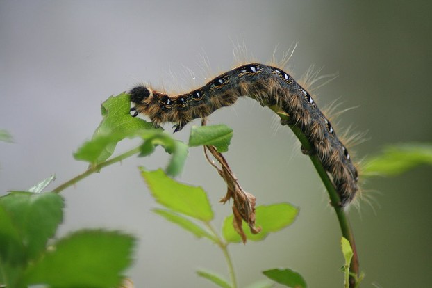 Eastern Tent caterpillar, Malacosoma americanum