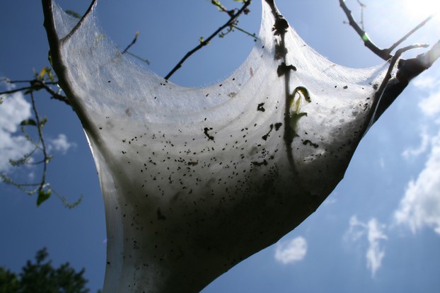 amazing layers of Eastern tent caterpillar web