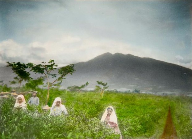 Tea pickers, Pondok Gedeh plantation, with Mount Salak in background: c. 1924 photo by Georg Friedrich Johannes Bley (1855-1944)
