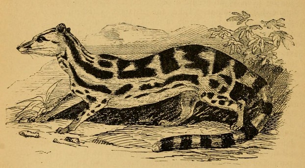 R.A. Sterndale, Natural History of the Mammalia of India and Ceylon (1884), No. 226, p. 214