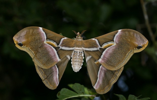 Tree of heaven silkmoth, reared at home from an egg.