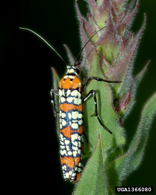 Ailanthus webworm moth's long, narrow, lengthwise-curved orange forewings have black-outlined white spots.
