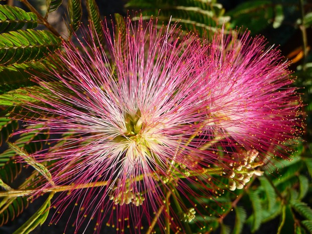 Blüte einer Albizia julibrissin (Albizia julibrissin flower)