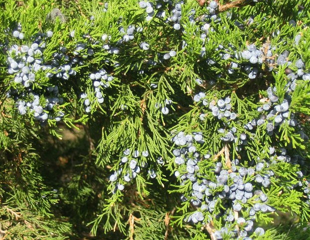 Eastern Juniper's berries are actually small seed cones.