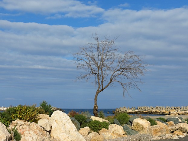 dead black locust tree on shore of Black Sea; Mangalia, southeast Romania