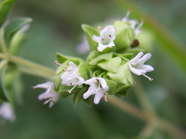 Origanum majorana's aromatic leaves and cup-shaped flowers