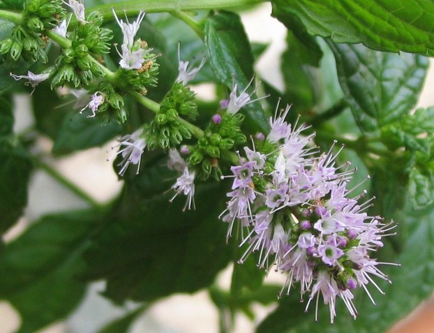 Mentha spicata spike of four-lobed flowers, with four long stamens extending from each flower