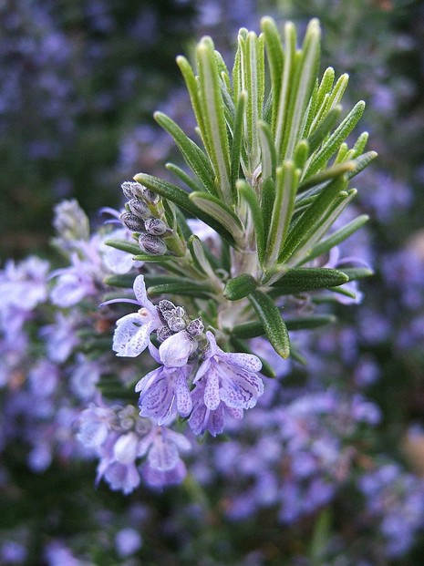 rosemary's evergreen, fragrant, needle-like leaves and tubular, two-lipped flowers