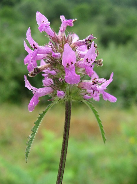 Two-lipped Stachys officinalis flowers have three lobes, with central lobe as the largest, and top square, stiff stems.