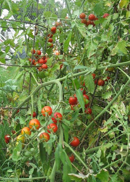 "CBFO employees tend our office garden on their lunch hour - cherry tomatoes are ready for the daycare kids to pick tomorrow!"
