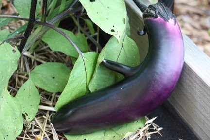 "Our first eggplant of the season!"