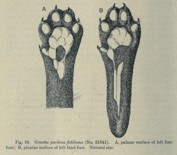 Bulletin of the American Museum of Natural History, vol. XLVII, Art. III (April 11, 1924)