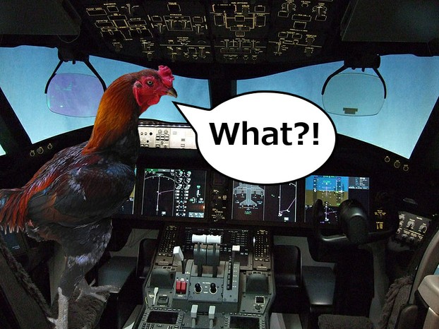 Cockerel in a Cockpit