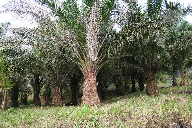 Oil palm plantation on the slopes of Mount Cameroon