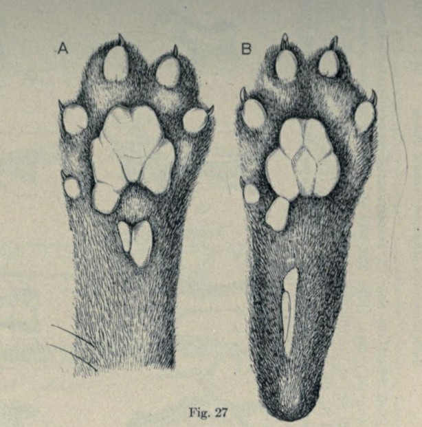 Bulletin of the American Museum of Natural History, vol. XLVII (April 11, 1924), Fig. 27, p. 139