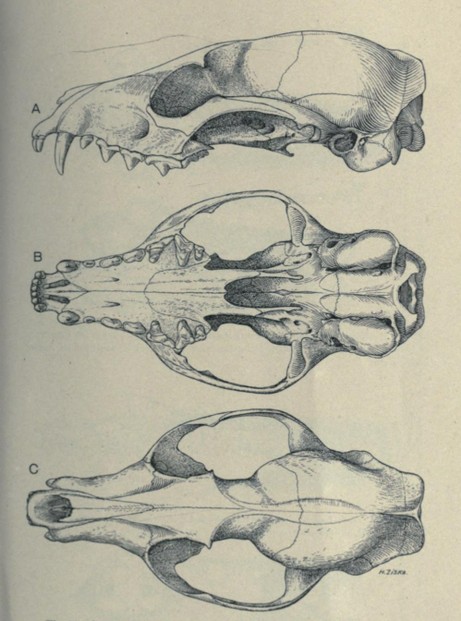 Bulletin of the American Museum of Natural History, vol. XLVII (April 11, 1924), Fig. 22, p. 137