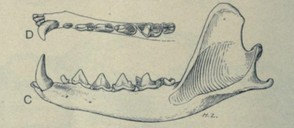 Bulletin of the American Museum of Natural History, vol. XLVII (April 11, 1924), Fig. 23, p. 138
