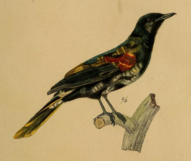 Magasin de Zoologie, deuxième année (1832), Classe II, Plate 9: Giraud, sculpt; Finot, imprimeur