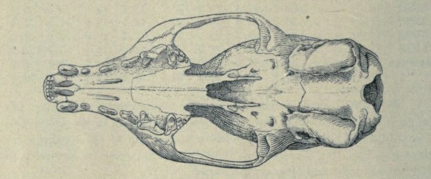 Bulletin of the American Museum of Natural History, vol. XLVII (April 11, 1924), Fig. 18, p. 128