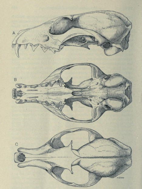 Bulletin of the American Museum of Natural History, vol. XLVII, Art. III (April 11, 1924), Fig. 21, p. 136