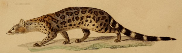 I.G. Saint-Hilaire, " G. panthérine G. pardina Is. Geoff." Magasin de Zoologie, deuxième année (1832), Classe I, Plate 8: Oudet, sculpt; Finot, imprimeur