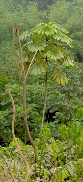 Umbella Tree or African Corkwood Tree (Musanga cecropioides), Mayombe (or Mayumbe) forests, southwestern Republic of Congo