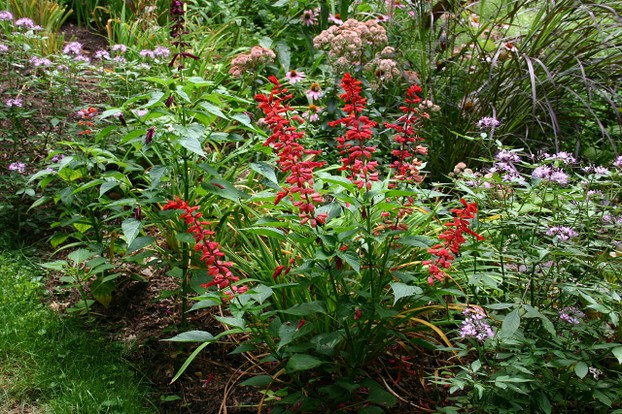 Salvia vanhouttei (red-flowered form)