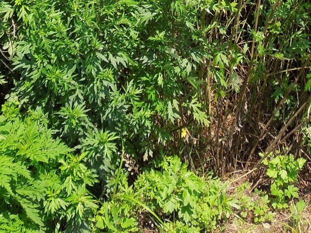Mugwort, pictured here, often thrives in nutrient-rich, disturbed soil in sun.