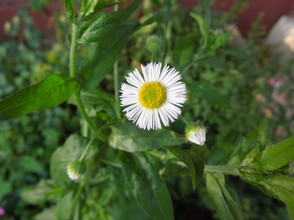 Fleabane, a Wildflower Frequently Removed as a "Weed"